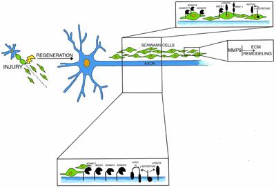 The Complex Work of Proteases and Secretases in Wallerian Degeneration: Beyond Neuregulin-1